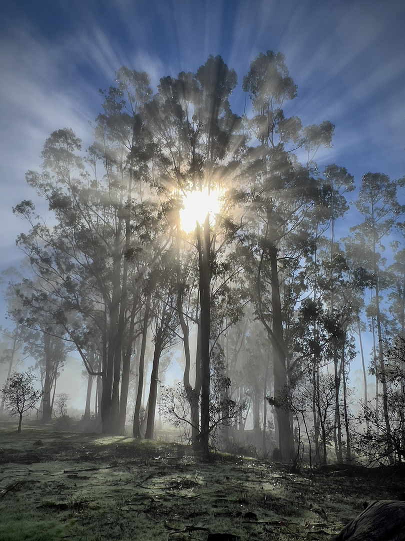 Sun and Fog Play