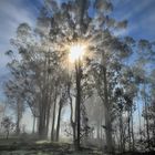 Sun and Fog Play