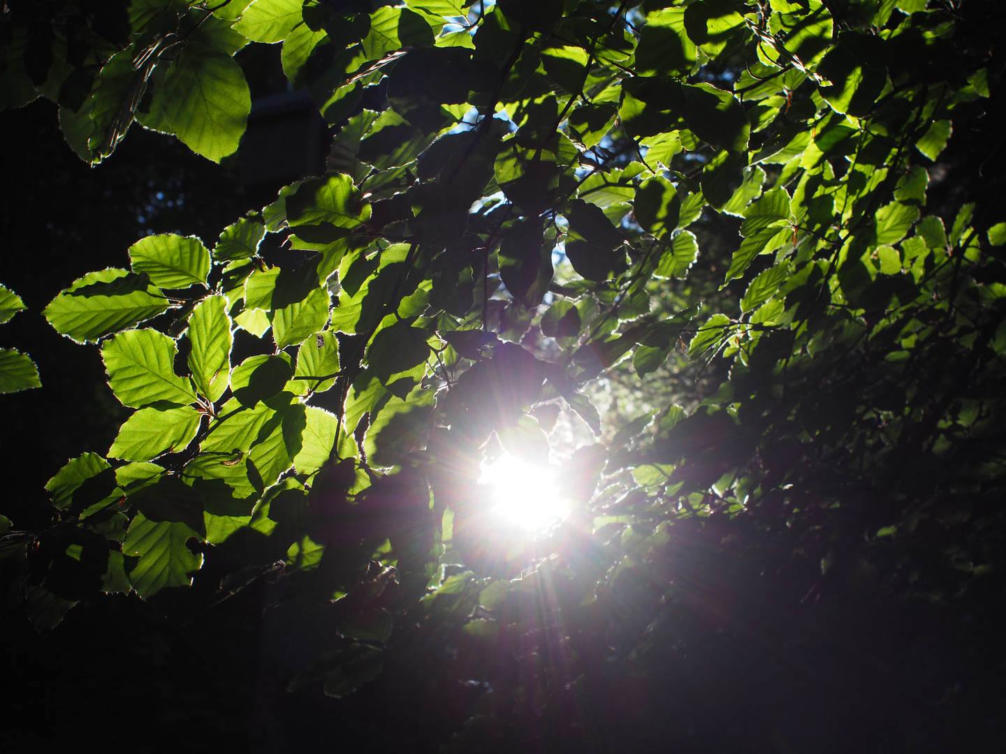 Sun and Forest