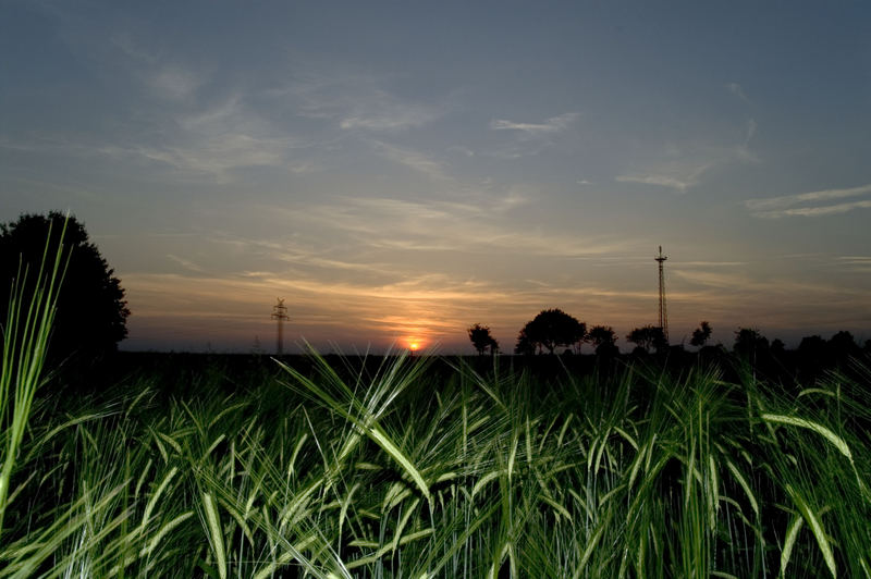 Sun and grass