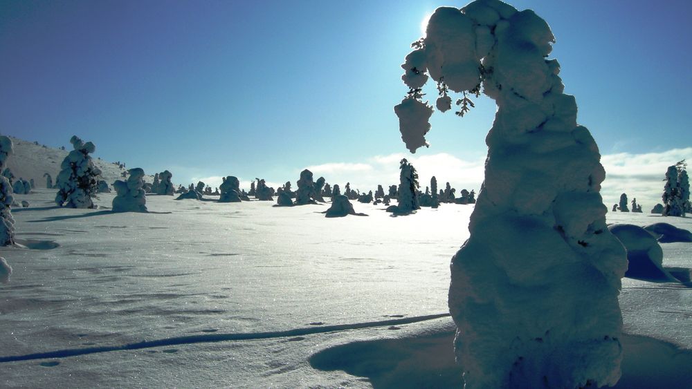 Sun and snowtrees