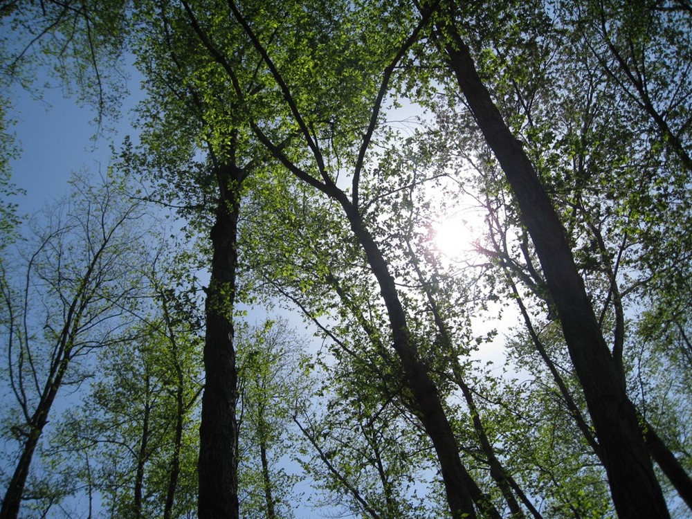 SUN AND TREES