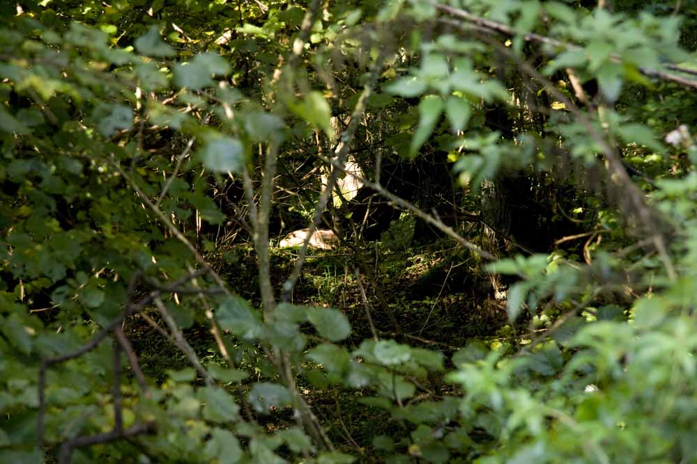 sun-bathe, roe deer