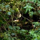 sun-bathe, roe deer