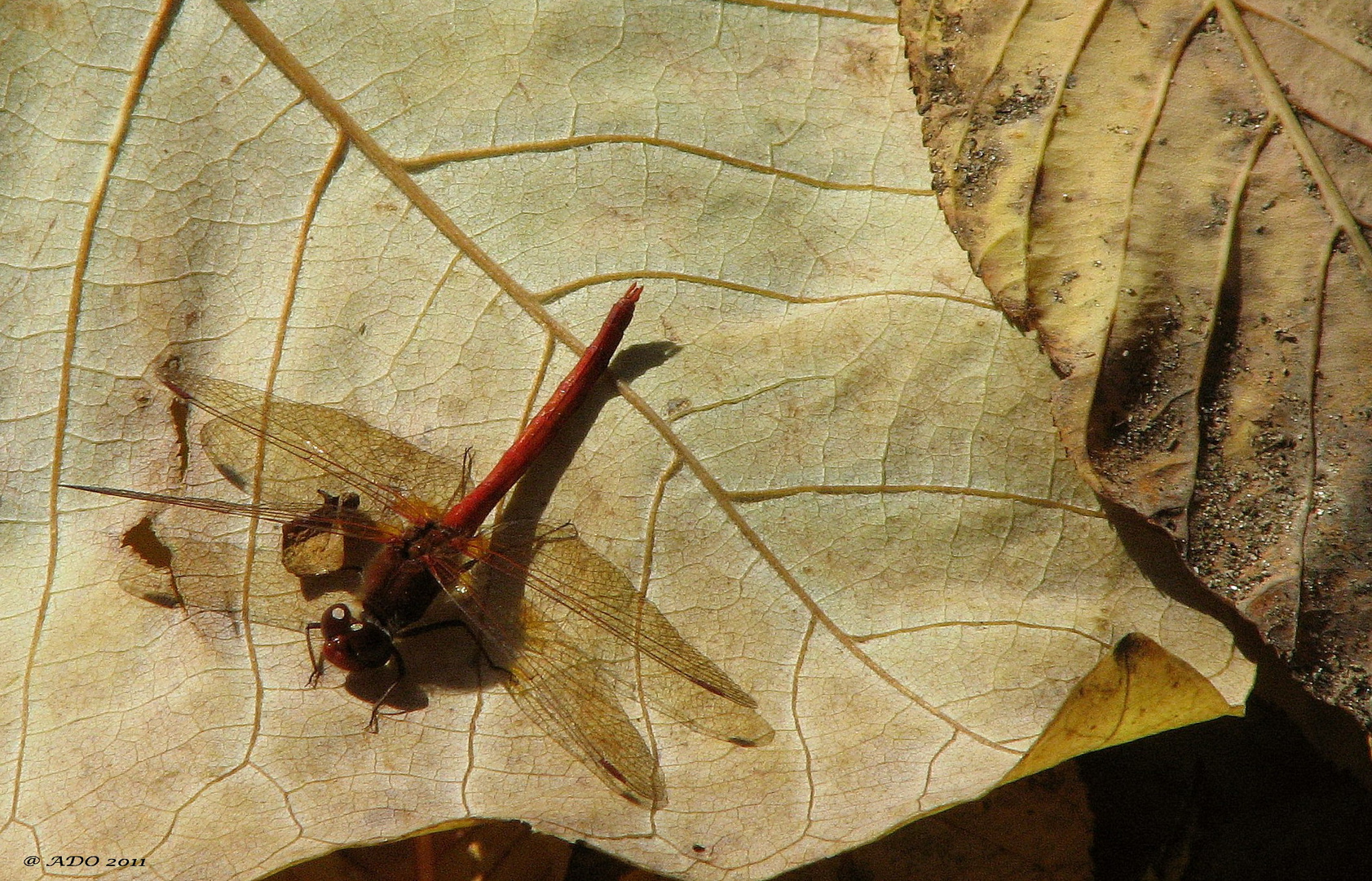 SUN - Bathing (2)