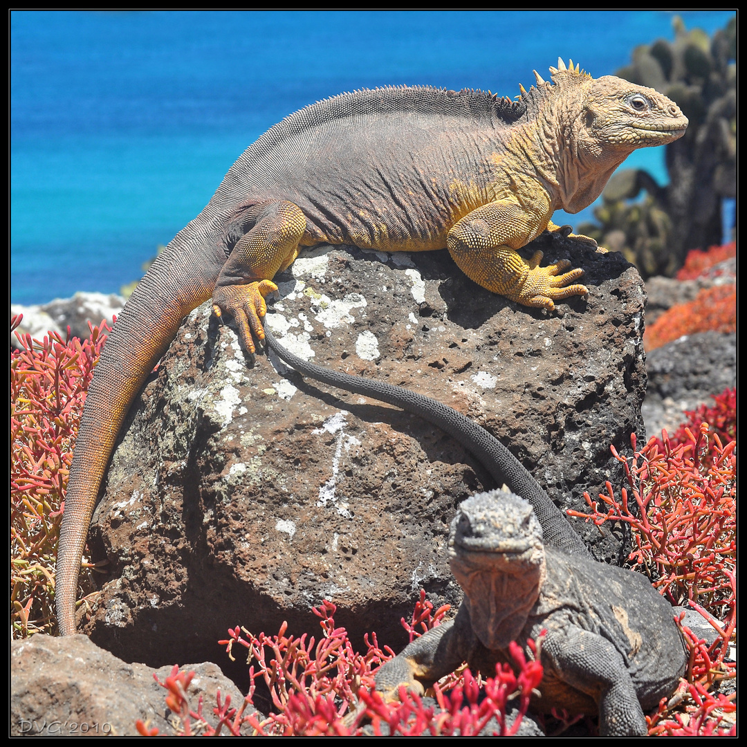 Sun bathing in Galapagos