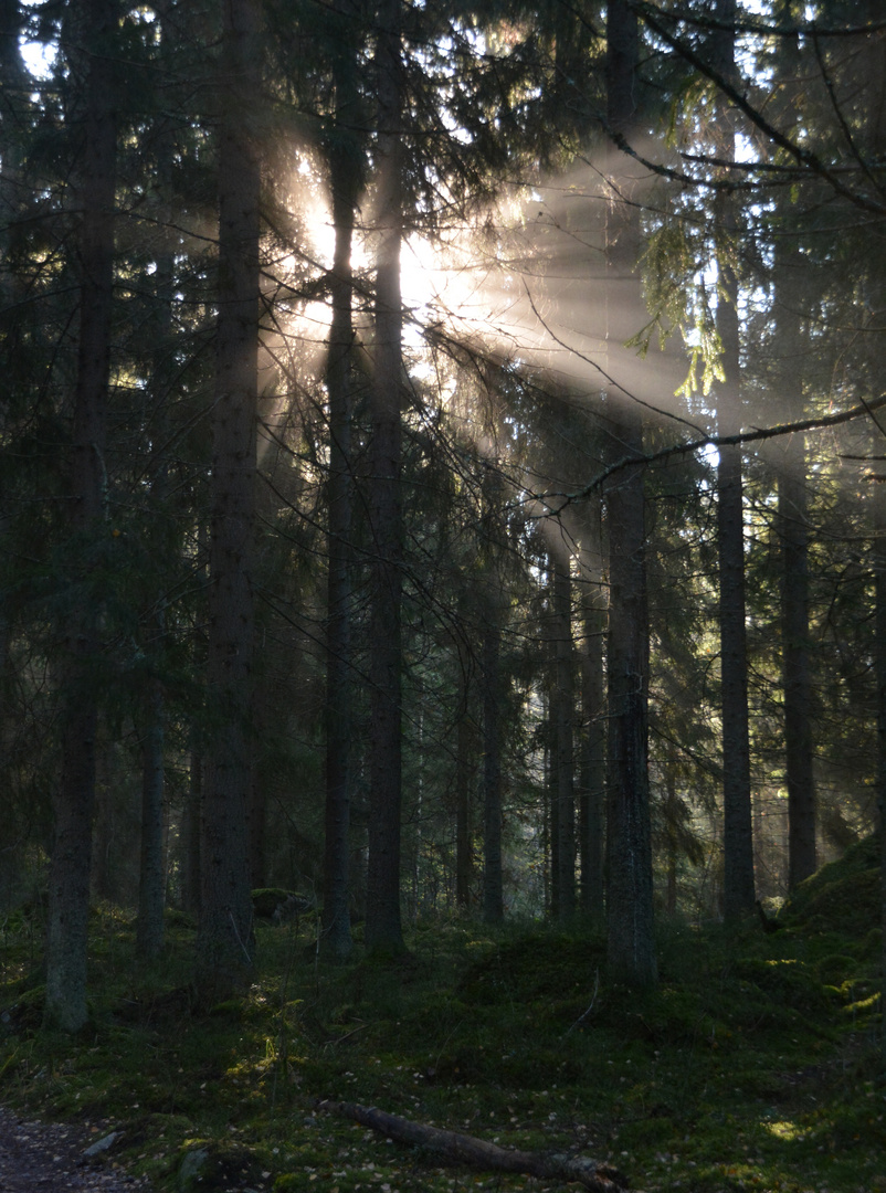 Sun beams in the forest