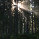 Sun beams in the forest