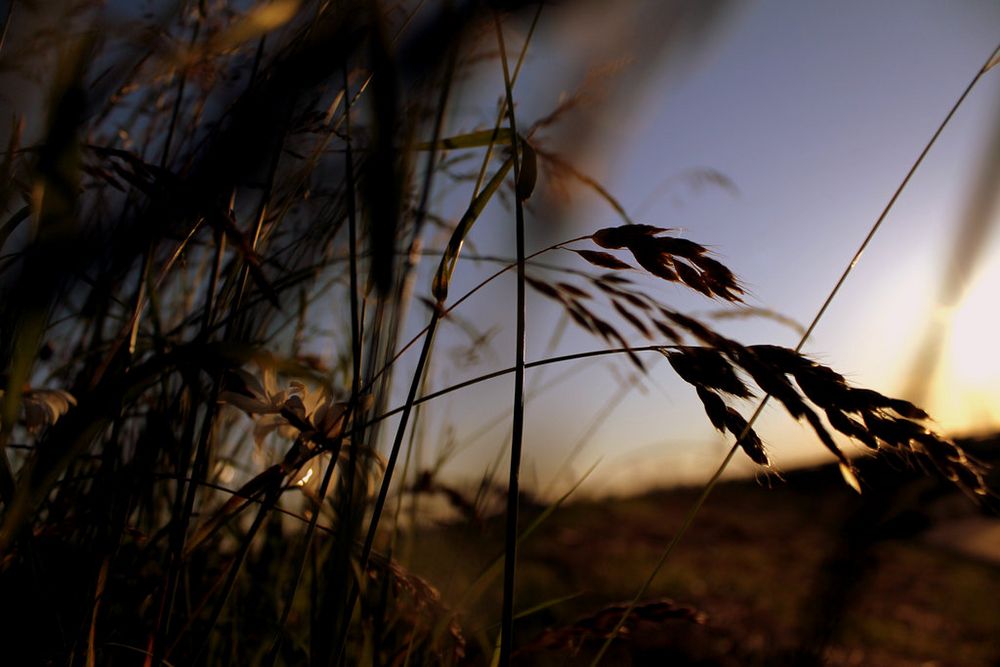 Sun behind grain