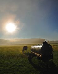 sun behind the cow...