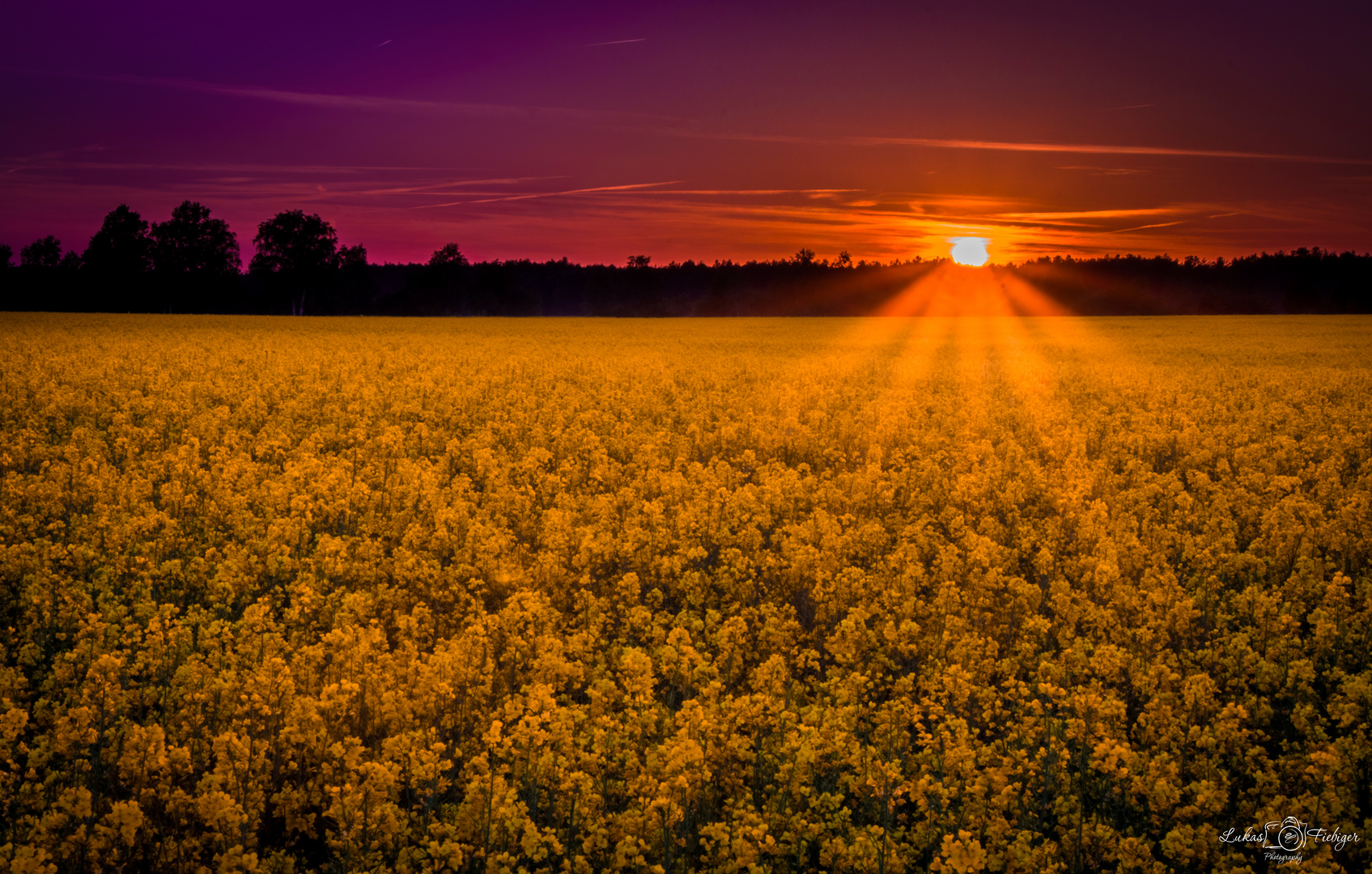 Sun behind the rape field