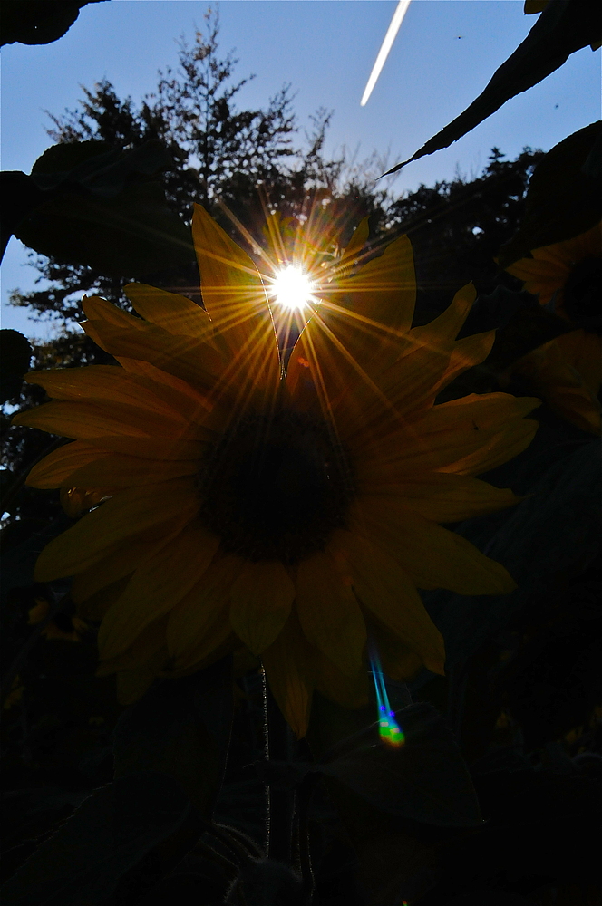 Sun-Blumen-Power