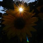 Sun-Blumen-Power
