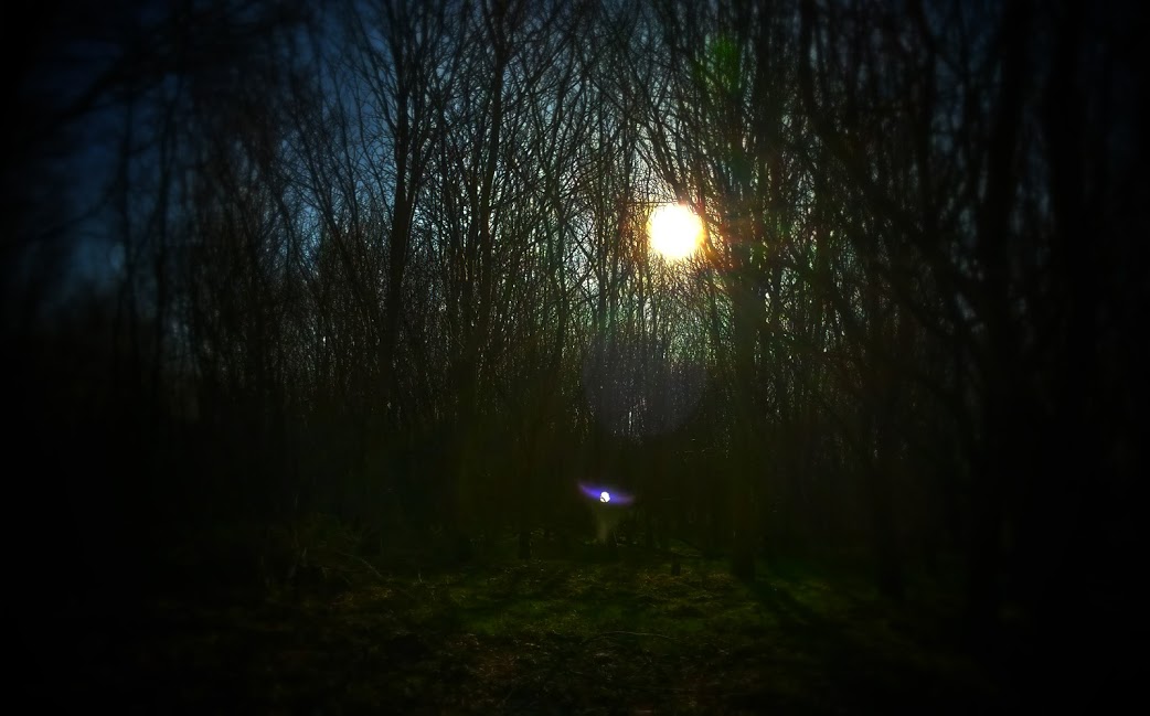Sun chasing - Moorwald im Oldenburger Stadtwald, Februar 2015