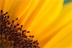 Sun Dance