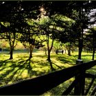 Sun-Dappled Serenity in Golden Hour - A Meadowlark Moment