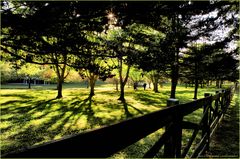 Sun-Dappled Serenity in Golden Hour - A Meadowlark Moment