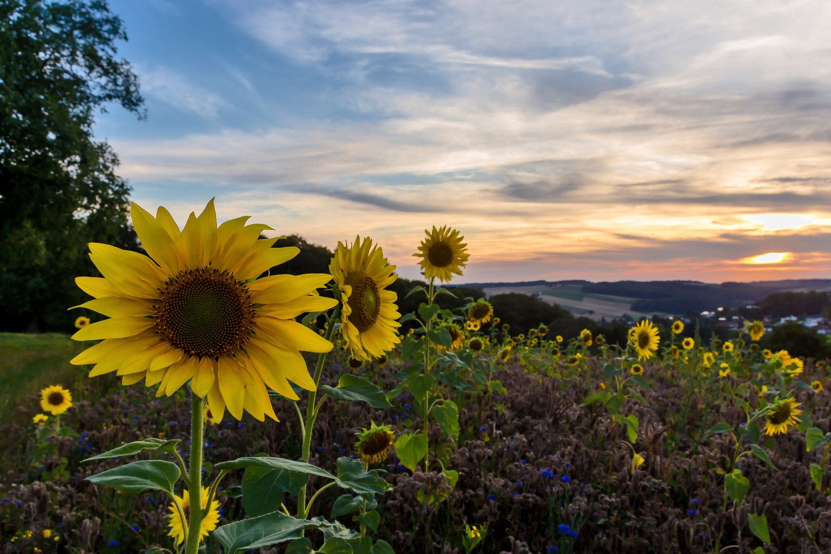 Sun (down) flowers