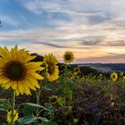 Sun (down) flowers