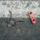 sun-dried roadkill