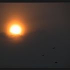 Sun Dust