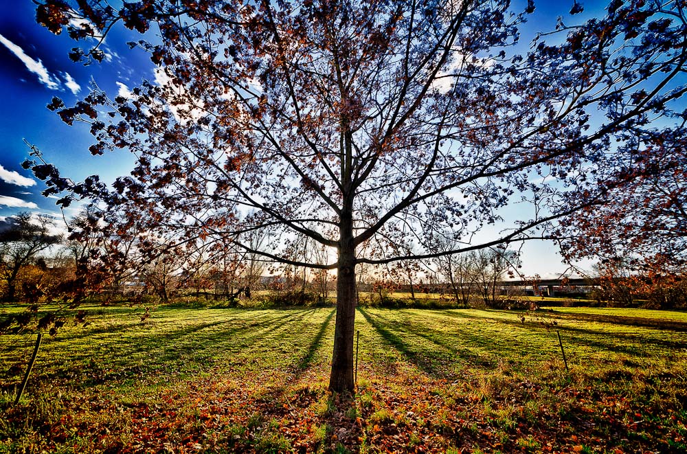 Sun eclipsed by a tree