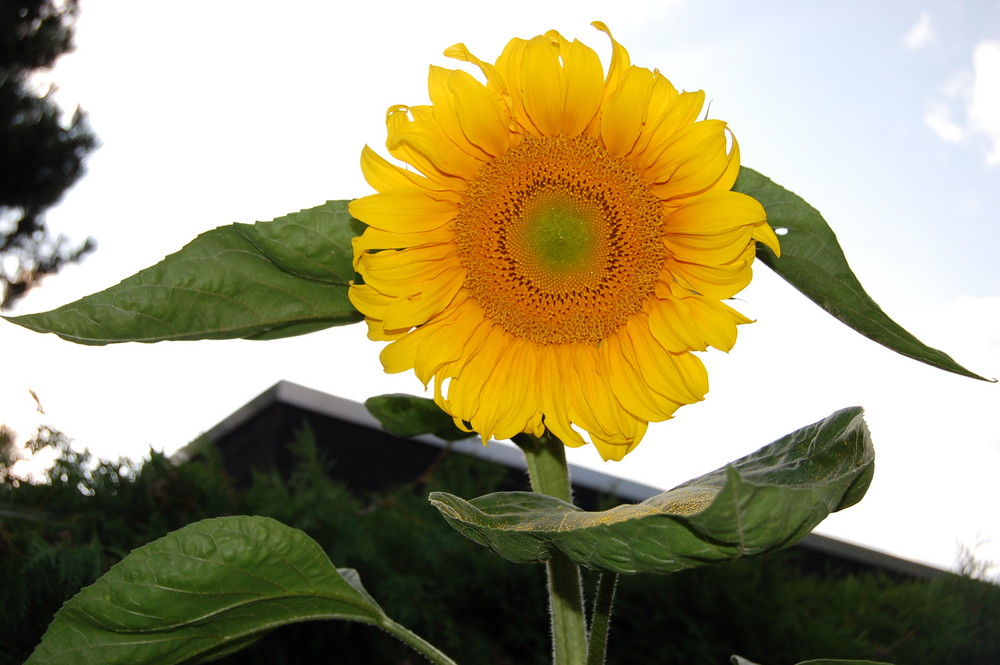 Sun Flower