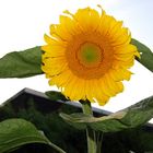 Sun Flower