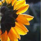 Sun-Flower
