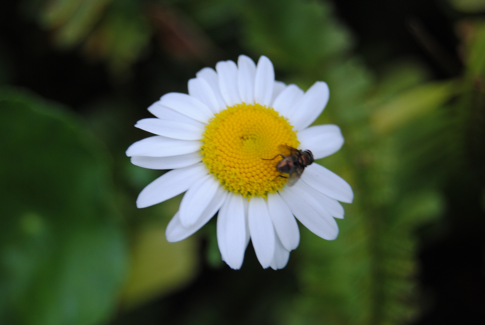 sun flower