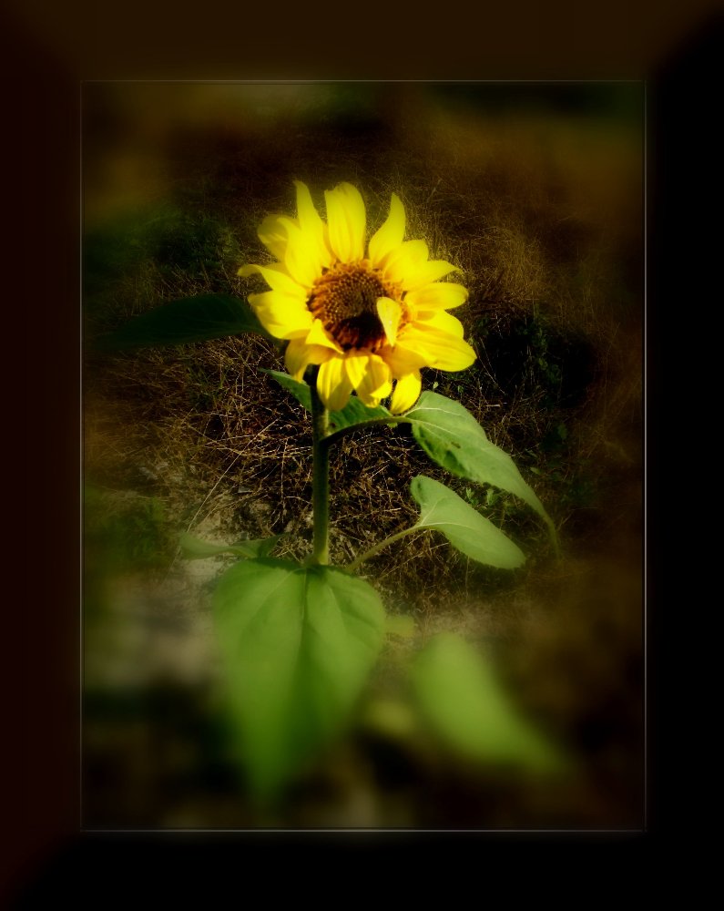 sun flower