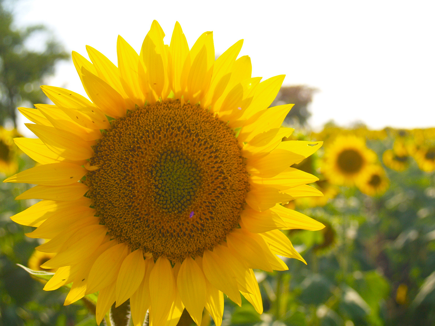 sun flower