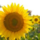 sun flower