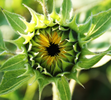 sun flower