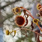 sun flower nutrition for the birds