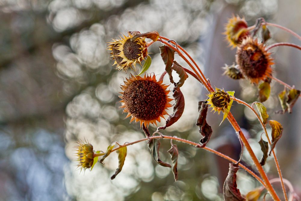 sun flower nutrition for the birds