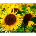 sun-flower- Sonnenblume -
