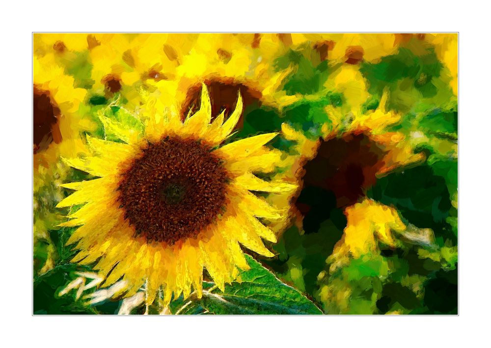 sun-flower- Sonnenblume -