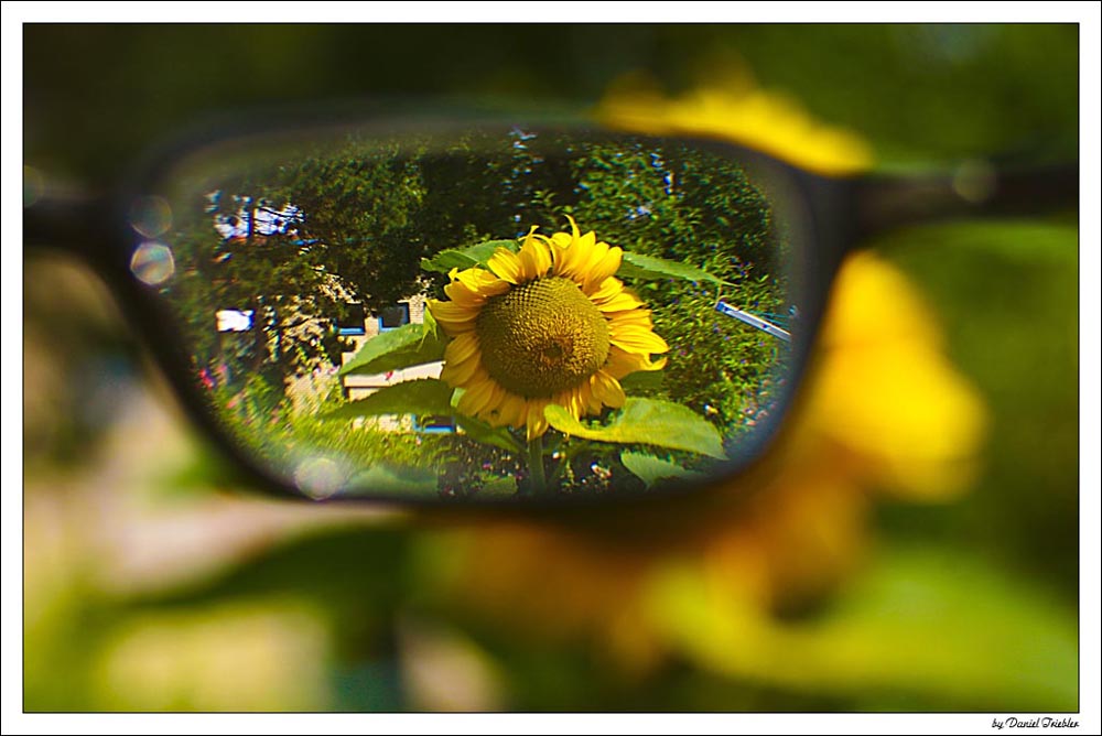 Sun flower -- thru my glasses