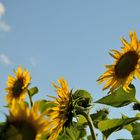 Sun Flowers