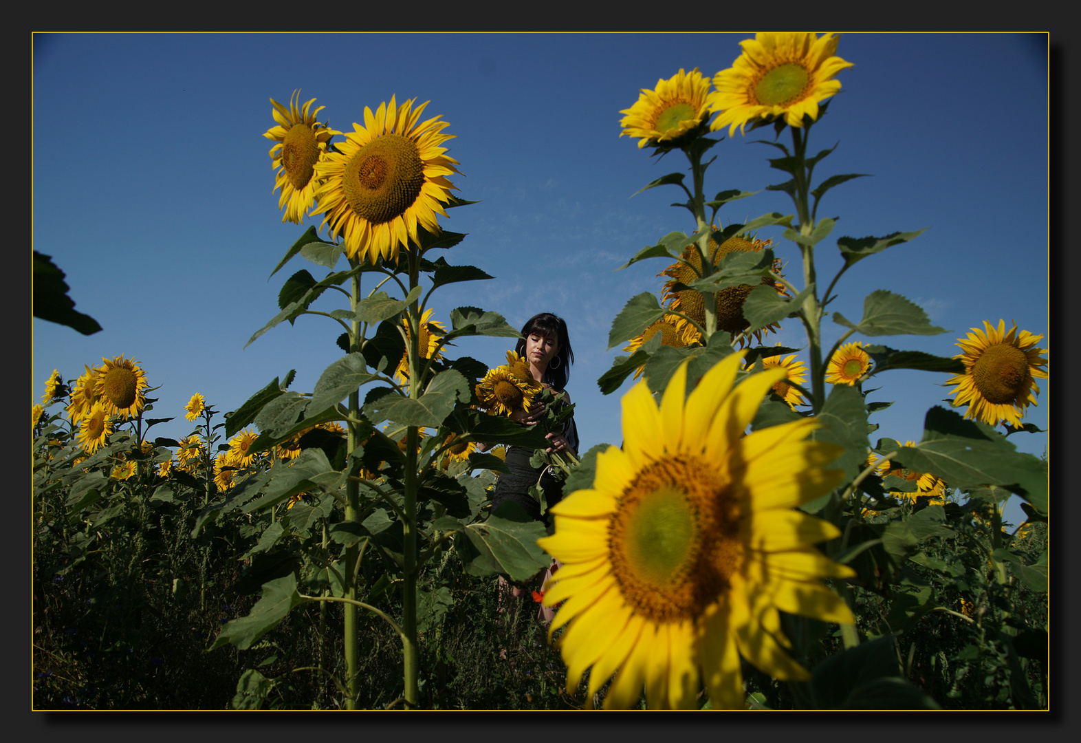 sun flowers