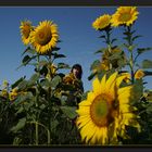 sun flowers