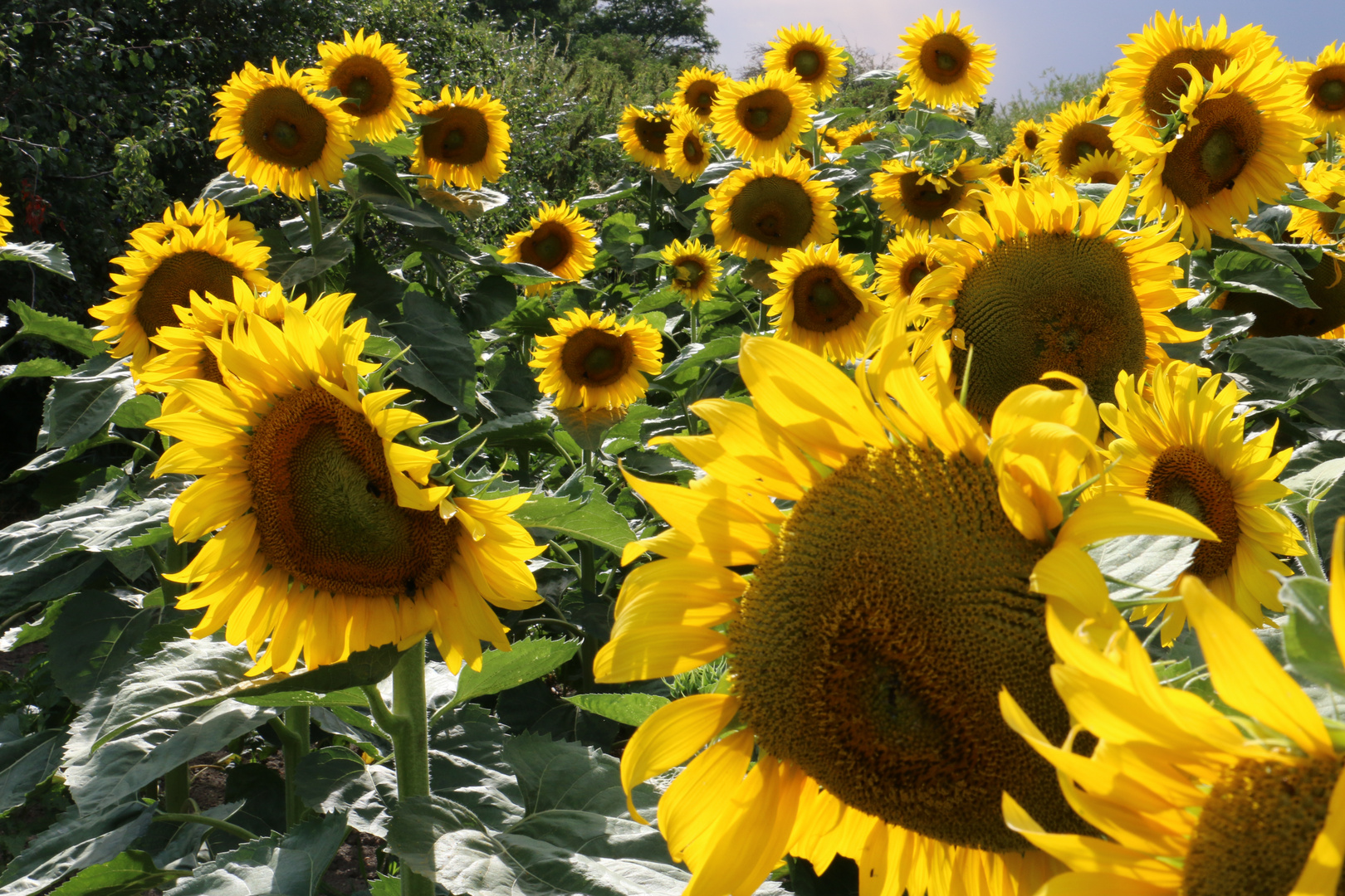 Sun Flowers