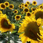 Sun Flowers