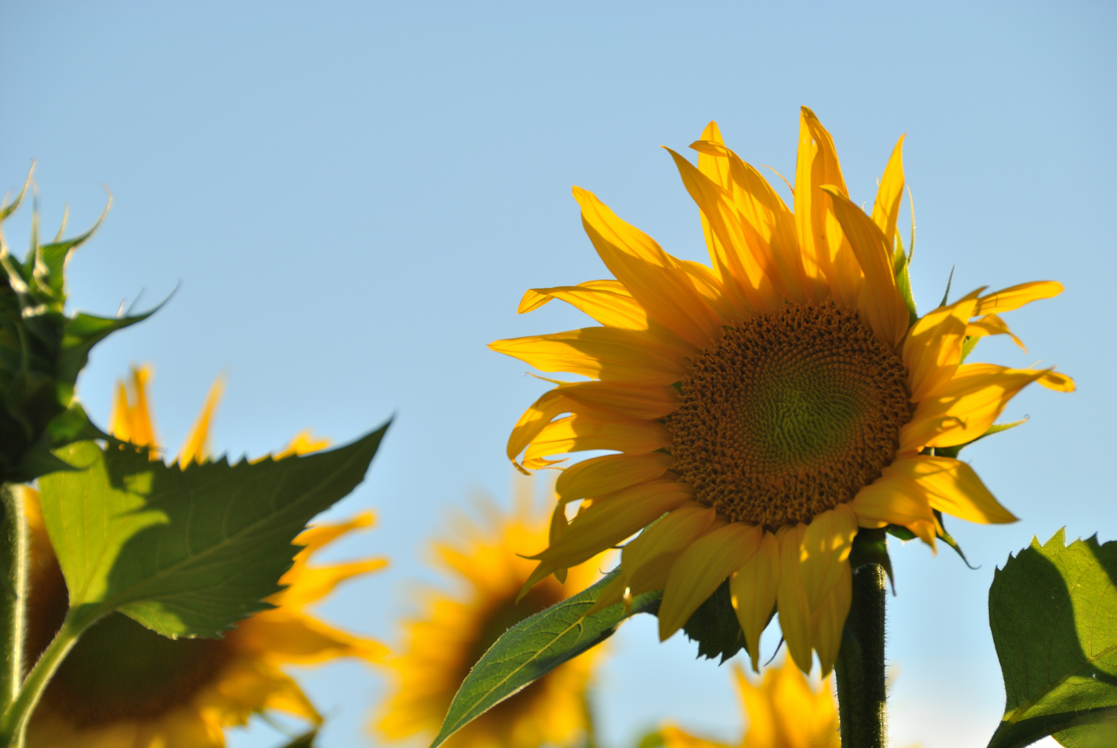 Sun Flowers