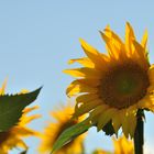 Sun Flowers