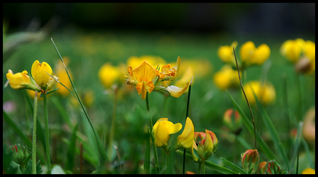 sun flowers