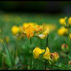 sun flowers