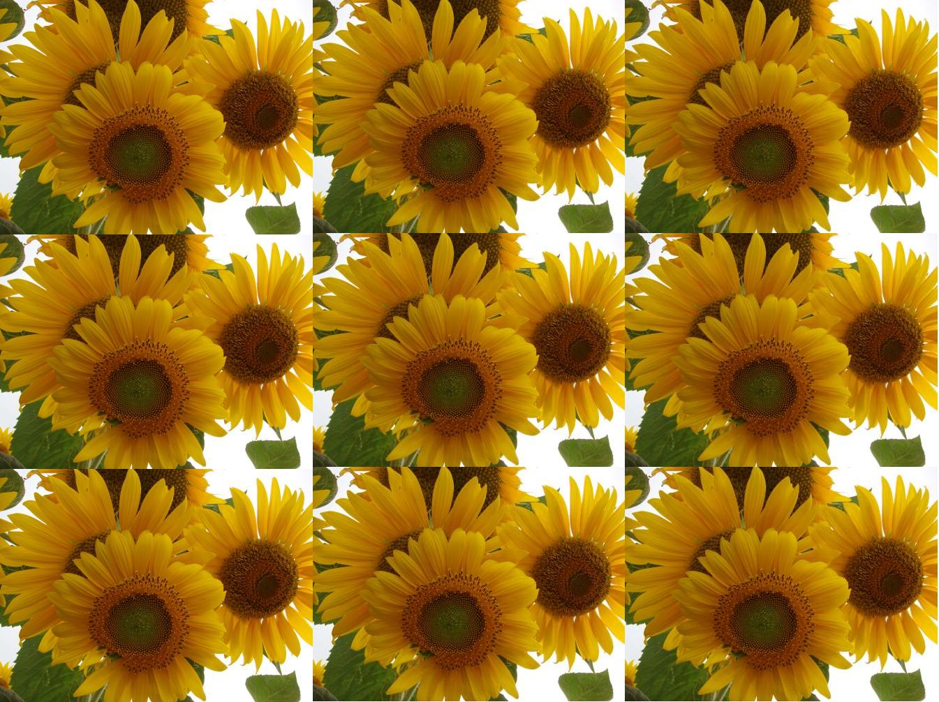 Sun flowers series..