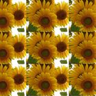 Sun flowers series..